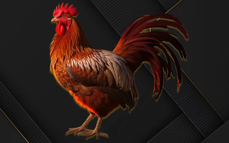 Experience the thrill of traditional cockfighting with JeetWin.